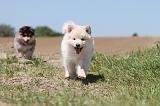 CHIEN FINNOIS DE LAPONIE 580